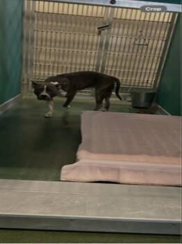 REMY -  Mixed Breed Dog for Adoption in West Palm Beach, Florida - REMY | PetCurious