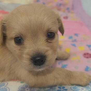 Hermes -  Dachshund and Chihuahua Dog for Adoption in Moses Lake, Washington - Hermes | PetCurious