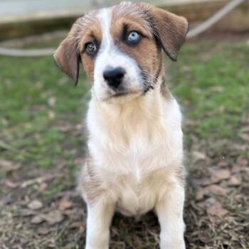 Shepherd Dogs Available for Adoption - Cupcake | PetCurious