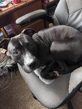 Blake Shelton -  Mixed Breed Dog for Adoption in Cincinnati, Ohio - Blake Shelton | PetCurious