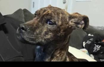 Mountain Cur Dogs Available for Adoption in Fort Payne, Alabama - Asher | PetCurious