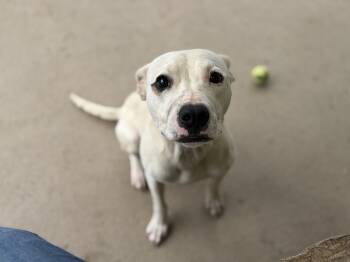 Almond -  Terrier Dog for Adoption in Pomeroy, Ohio - Almond | PetCurious