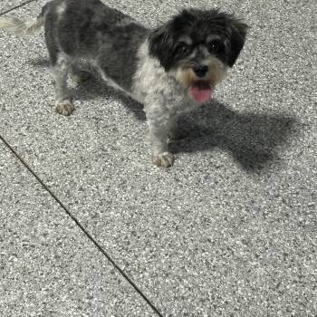 One happy dog. 10 lbs Sparkle. 10 lbs -  Yorkshire Terrier and Maltese Dog for Adoption in Antwerp, Ohio - One Happy Dog. 10 Lbs Sparkle. 10 Lbs | PetCurious