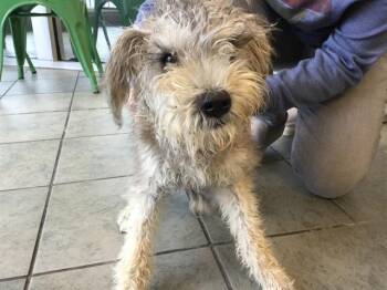 Rescue Schnauzer Dogs for Adoption in San Antonio, Texas - KENO | PetCurious