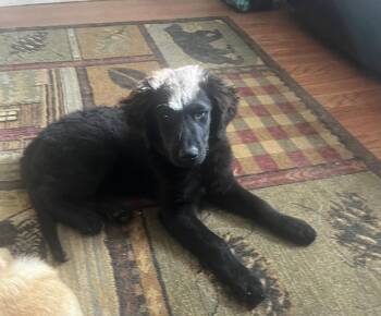Dot -  Golden Retriever and Flat Coated Retriever Dog for Adoption in West Peoria, Illinois - Dot | PetCurious