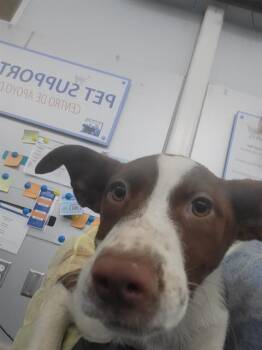 DAISY -  Mixed Breed Dog for Adoption in Dallas, Texas - DAISY | PetCurious