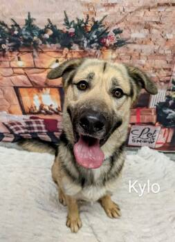 Rescue German Shepherd Dog Dogs for Adoption in Milford, Ohio - Milo | PetCurious