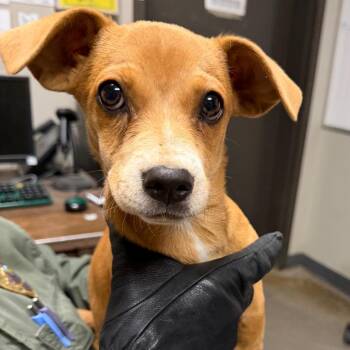 Chihuahua and Dachshund Dogs Available for Adoption - Serenity | PetCurious