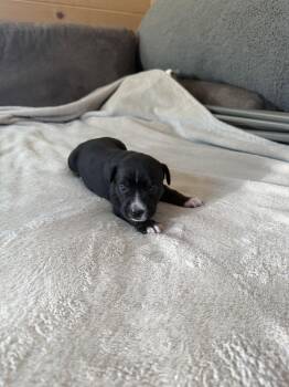 Willow- Brynns litter -  American Staffordshire Terrier Dog for Adoption in Holly Springs, North Carolina - Willow- Brynns Litter | PetCurious
