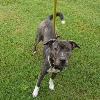 Annabelle P45715 -  Pit Bull Terrier and Mixed Breed Dog for Adoption in Corsicana, Texas - Annabelle P45715 | PetCurious