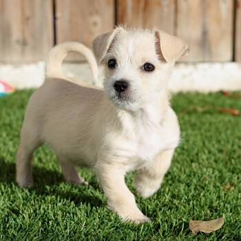 Rescue Terrier and Mixed Breed Dogs for Adoption in Calgary, Alberta - Solar | PetCurious