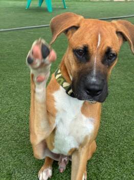 Dante -  Boxer Dog for Adoption in Homestead, Florida - Dante | PetCurious