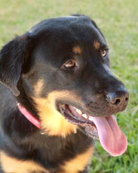 Wallace/bear -  German Shepherd Dog Dog for Adoption in Kingman, Arizona - Wallace/bear | PetCurious
