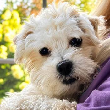 Matti Moo -  Morkie Dog for Adoption in Philadelphia, Pennsylvania - Matti Moo | PetCurious