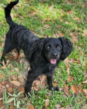 Daisy -  Cocker Spaniel Dog for Adoption in Tampa, Florida - Daisy | PetCurious