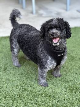 Oreo -  Miniature Poodle and Shih Tzu Dog for Adoption in Newport Beach, California - Oreo | PetCurious
