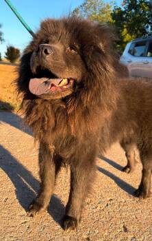 Kurt Chowbain -  Chow Chow Dog for Adoption in Houston, Texas - Kurt Chowbain | PetCurious