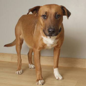 Pit Bull Terrier Dogs Available for Adoption in Minnetonka, Minnesota - Valentine D67720 | PetCurious