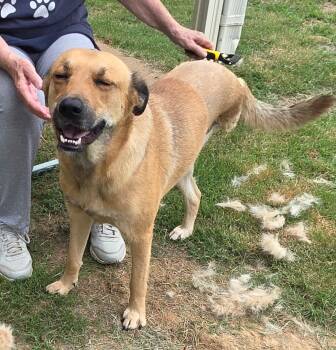 Lottie -  Shepherd Dog for Adoption in Arlington, Tennessee - Lottie | PetCurious