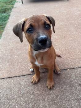 Big Chunk -  Hound Dog for Adoption in Greenville, South Carolina - Big Chunk | PetCurious