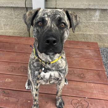 Mixed Breed Dogs Available for Adoption in Asheville, North Carolina - Sparrow | PetCurious