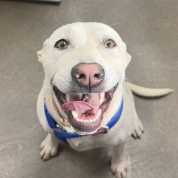 Shar Pei and Pit Bull Terrier Dogs Available for Adoption in Midland, Texas - FWT Koda (Rose) | PetCurious