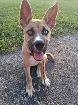 Azura -  Husky Dog for Adoption in Germantown, Ohio - Azura | PetCurious