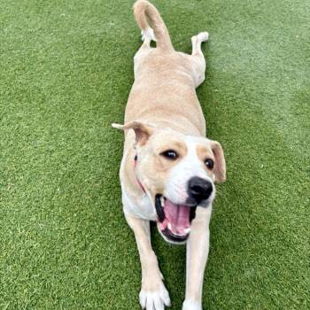 Maple -  Yellow Labrador Retriever Dog for Adoption in San Diego, California - Maple | PetCurious