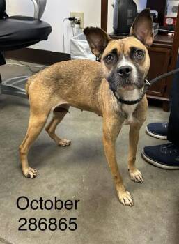 Rescue Boxer and Mixed Breed Dogs for Adoption in Macon, Georgia - OCTOBER | PetCurious