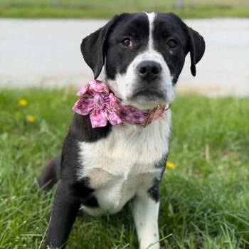 Mixed Breed Dogs Available for Adoption in Effingham, Illinois - Georgia | PetCurious