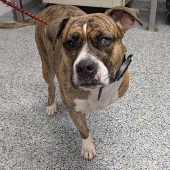 Sasha -  Boxer and Mixed Breed Dog for Adoption in Greenville, South Carolina - Sasha | PetCurious