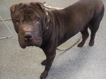 Rescue Shar Pei Dogs for Adoption in Cameron, North Carolina - ELIJAH | PetCurious