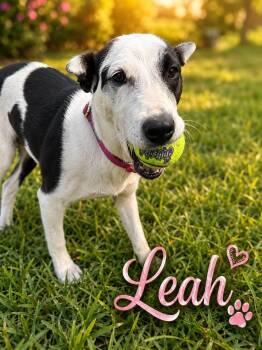 Leah -  Spaniel Dog for Adoption in Albion, New York - Leah | PetCurious