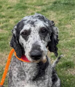 Goldendoodle Dogs Available for Adoption in Manassas, Virginia - Hector (ID 50937/1100) | PetCurious