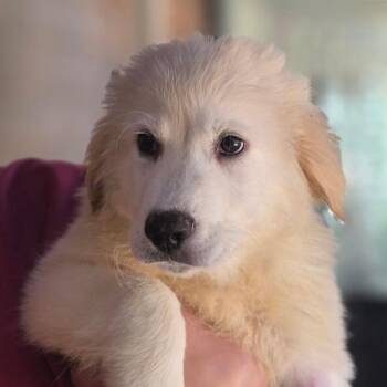 Great Pyrenees and Mixed Breed Dogs Available for Adoption in Huntsville, Alabama - December | PetCurious
