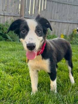 Luna -  Australian Shepherd and Border Collie Dog for Adoption in Malvern, Pennsylvania - Luna | PetCurious