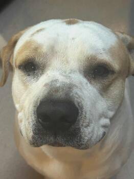 Rescue Pit Bull Terrier Dogs for Adoption - Roscoe | PetCurious