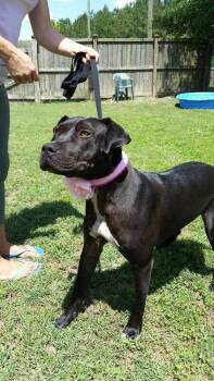 Rescue Pit Bull Terrier and Labrador Retriever Dogs for Adoption in Ladson, South Carolina - Onyx | PetCurious