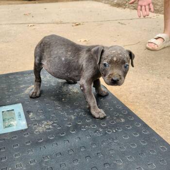 Stormi -  Pit Bull Terrier and Mixed Breed Dog for Adoption in Wadena, Minnesota - Stormi | PetCurious