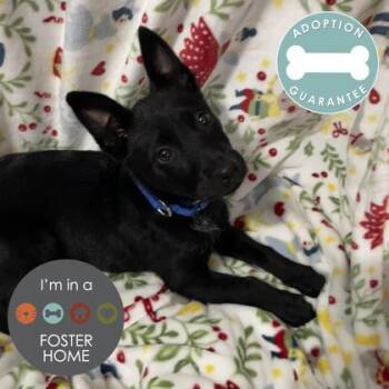 Mixed Breed Dogs Available for Adoption - Triscuit | PetCurious