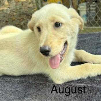 August -  Mixed Breed Dog for Adoption - August | PetCurious