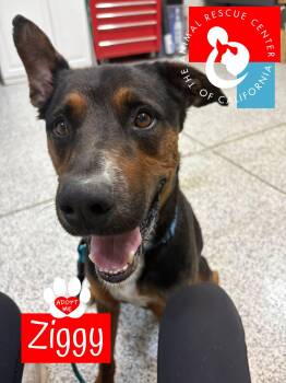 Ziggy -  German Shepherd Dog Dog for Adoption in Coachella, California - Ziggy | PetCurious
