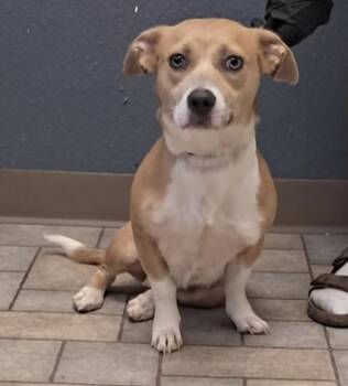 Penny -  Corgi Dog for Adoption in Hollister, Missouri - Penny | PetCurious