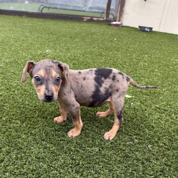 Mixed Breed Dogs Available for Adoption in Loxahatchee Groves, Florida - Missy 0436 | PetCurious