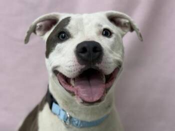 Pit Bull Terrier Dogs Available for Adoption in Portland, Oregon - Verona | PetCurious