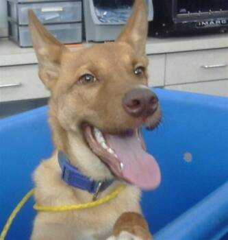 Rescue Mixed Breed Dogs for Adoption in Dallas, Texas - SCOOBY | PetCurious