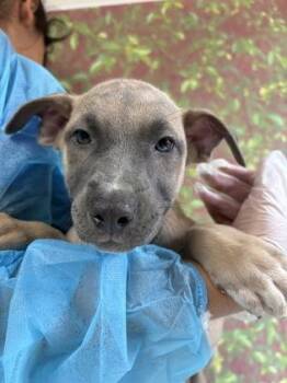 Shepherd and Mixed Breed Dogs Available for Adoption in San Antonio, Texas - Zatanna | PetCurious