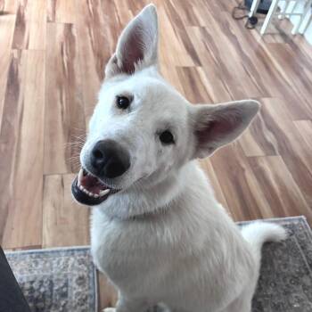 Calluna -  Mixed Breed and None Dog for Adoption in Buffalo, Minnesota - Calluna | PetCurious