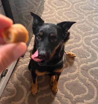 Ember -  German Shepherd Dog Dog for Adoption in Sedalia, Colorado - Ember | PetCurious
