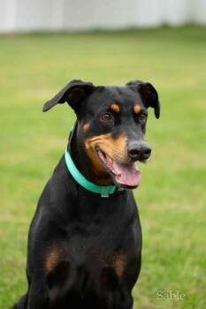 Stella -  Doberman Pinscher Dog for Adoption in Louisville, Kentucky - Stella | PetCurious